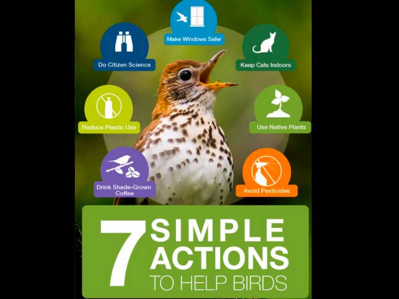 7 simple actions to help birds infographic