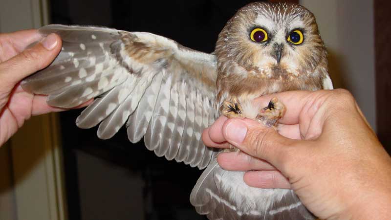 Saw whet owl held in researcher's hands