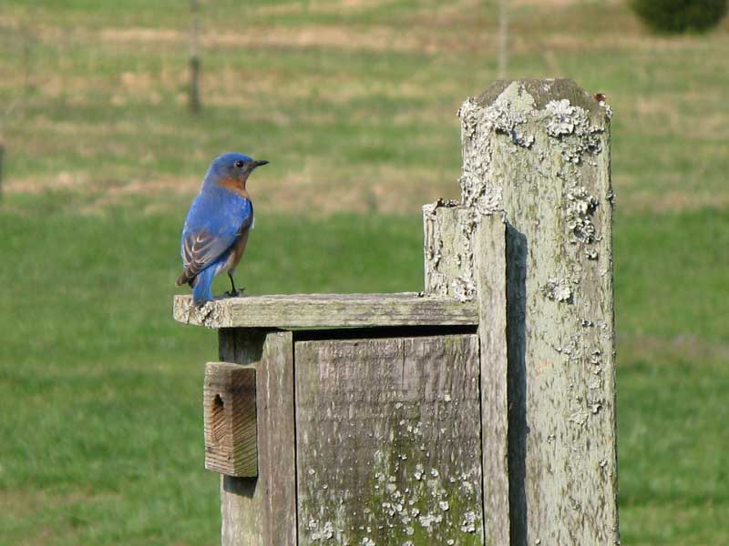 Bluebird sitting on a bird box