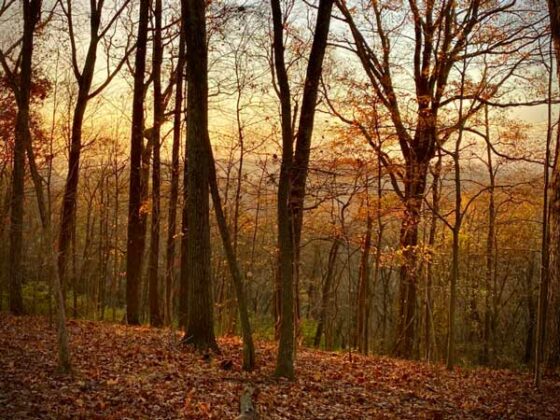 Burch Reserve at sunset