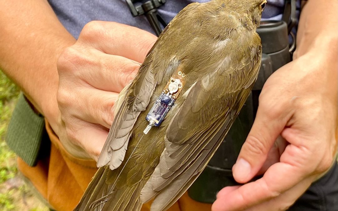 BIRD Research Breaking News