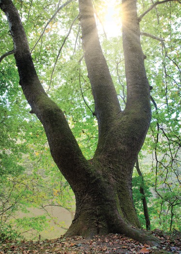Large tree surrounded by green foliage