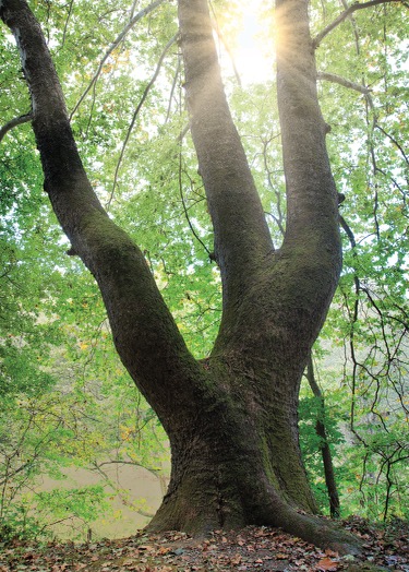 Discover the Undisturbed Ecosystem of the Hill Forest