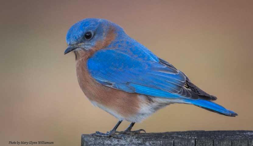 Bob’s Nature Note: Eastern Bluebirds