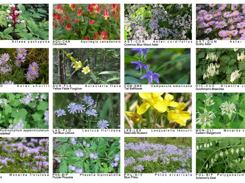 grid of photos of flowers and their species name