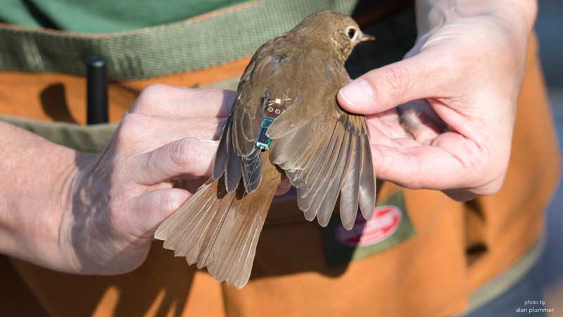 Bird researcher holding hermit thrush with a radio tag on its back