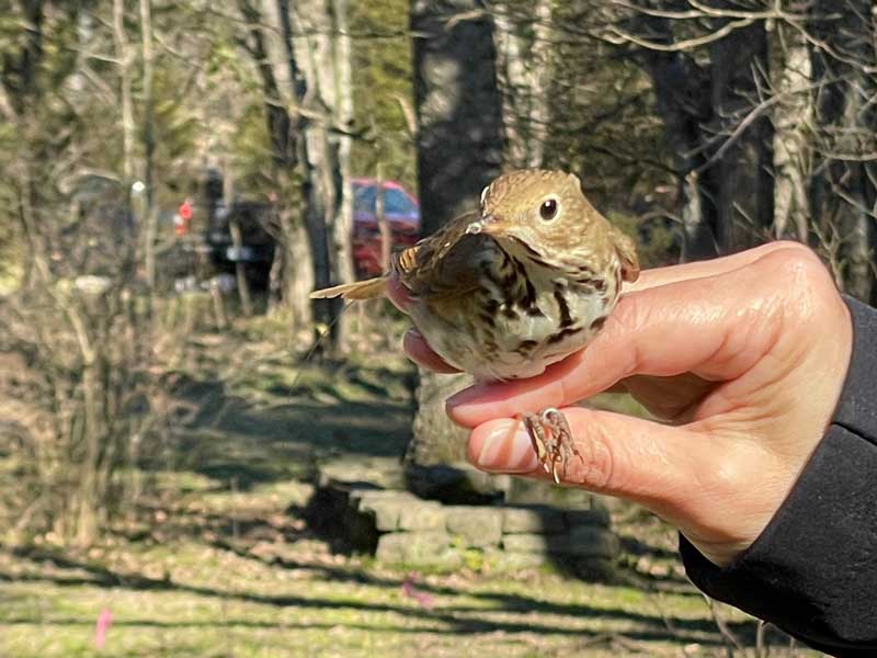 Hermit thrush in researcher's hand