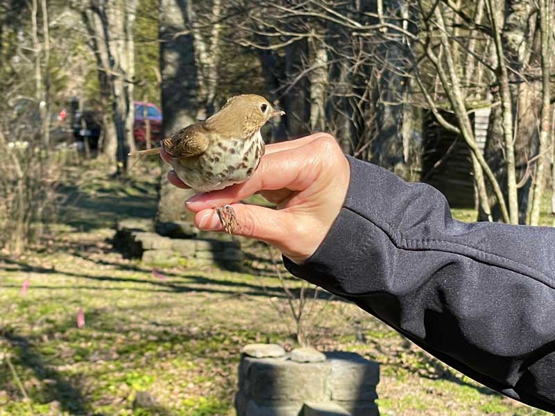 Hermit thrush in researcher's hand