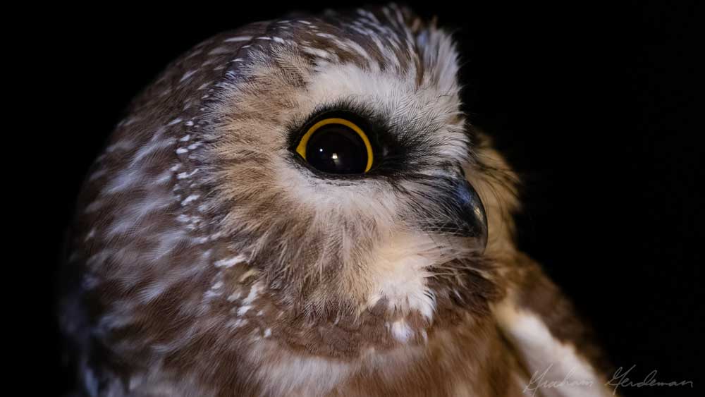 Northern saw-whet owl captured on November 3, 2021