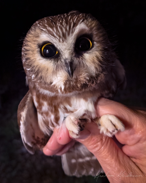 Portrait of northern saw-whet owl captured November 3, 2021. 