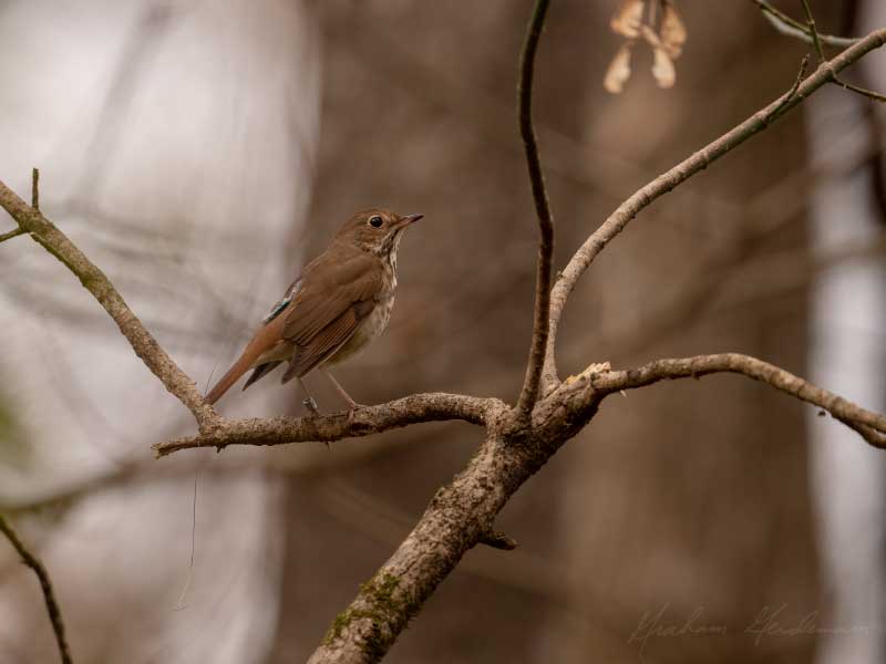 Hermit thrush with a radio tag on its back