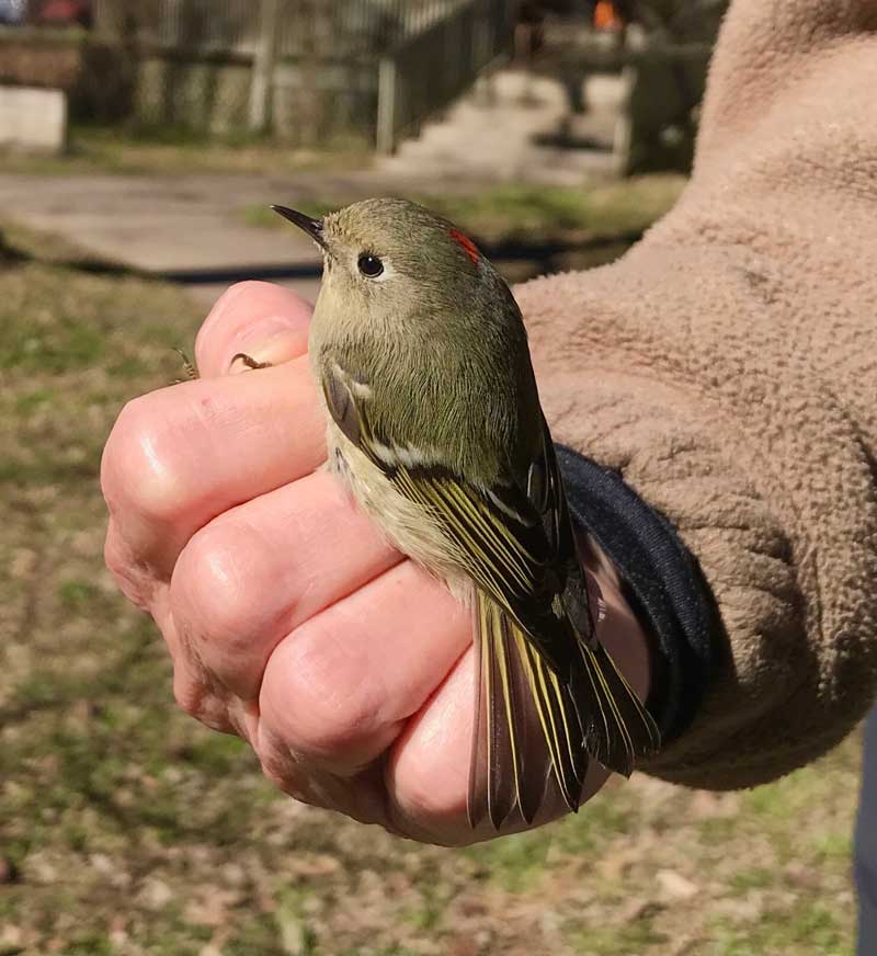 ruby crowned kinglet in researcher's hand