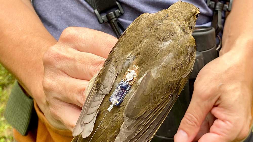 Hermit thrush with radio tag planted