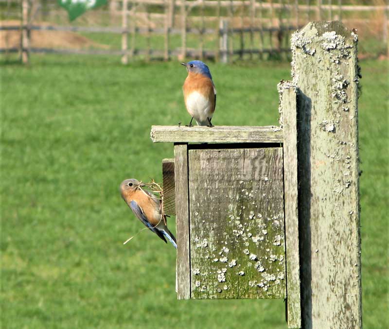 Two eastern bluebirds on bird box