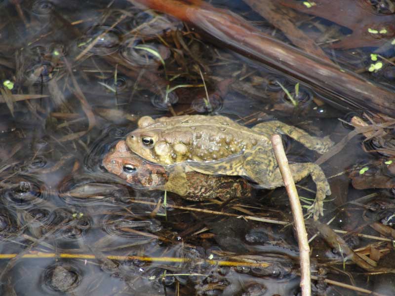 Citizen Science & Frogs