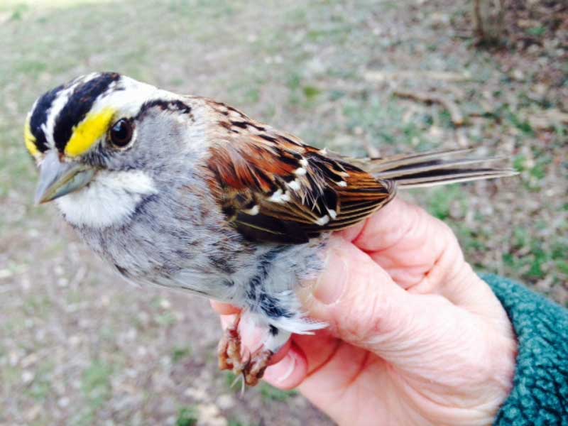 White throated sparrow in researcher's hands