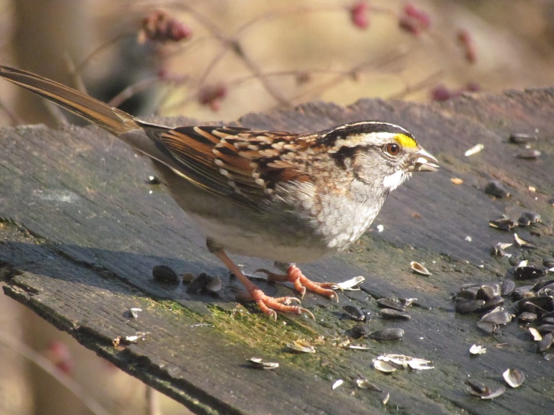 White throated sparrow on roof