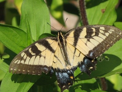 Yellow and black butterfly