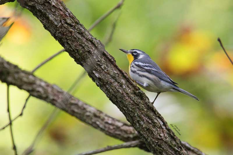 Yellow throated warbler in a tree