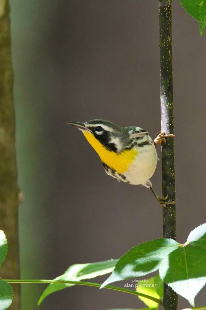 Yellow throated warbler on a branch