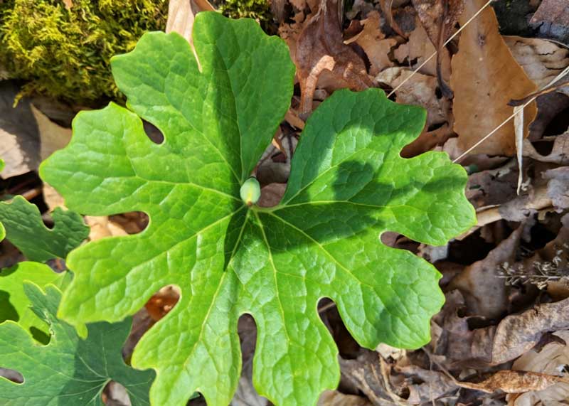 Bloodroot leaf with several lobes.