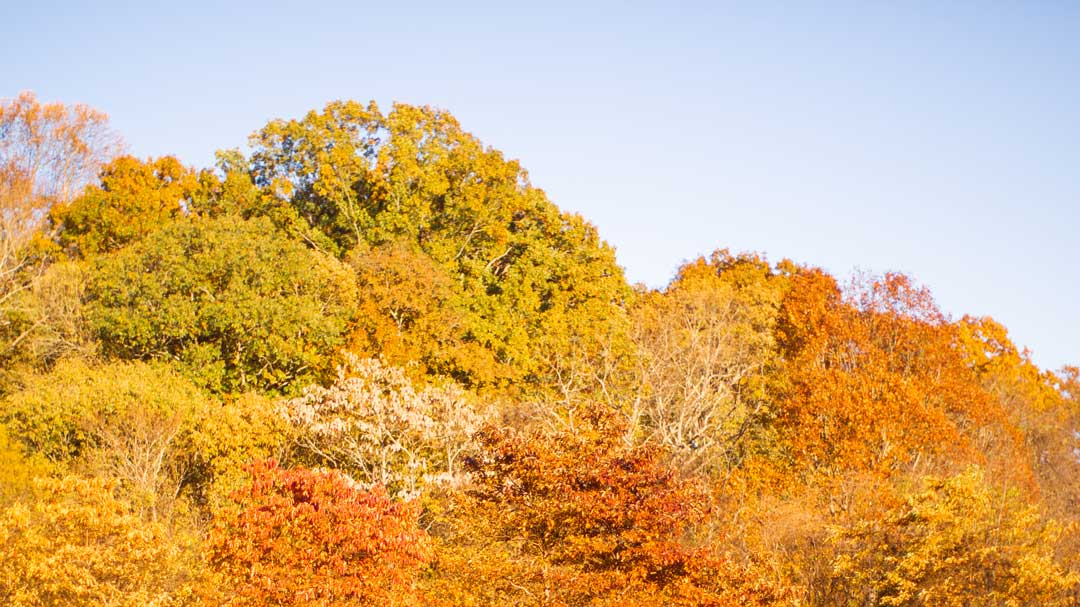 Fall foliage at the park