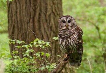 Barred Owl sitting on a branch