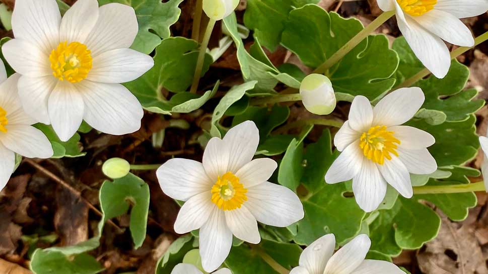 Bob’s Nature Note: Bloodroot Wildflowers