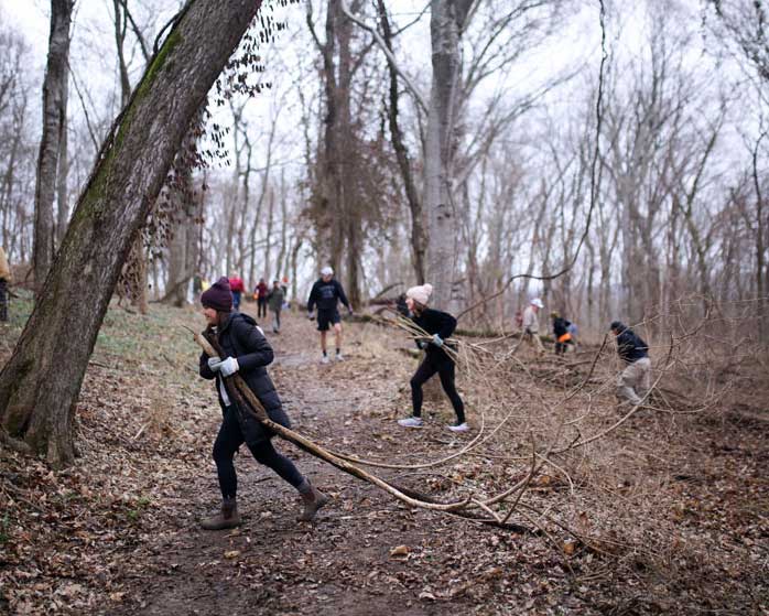 Volunteers pulling trees.