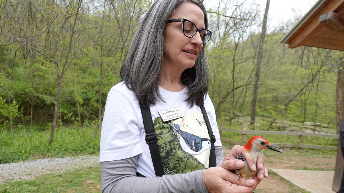 BIRD Researcher Laura Cook holding a red-bellied woodpecker.