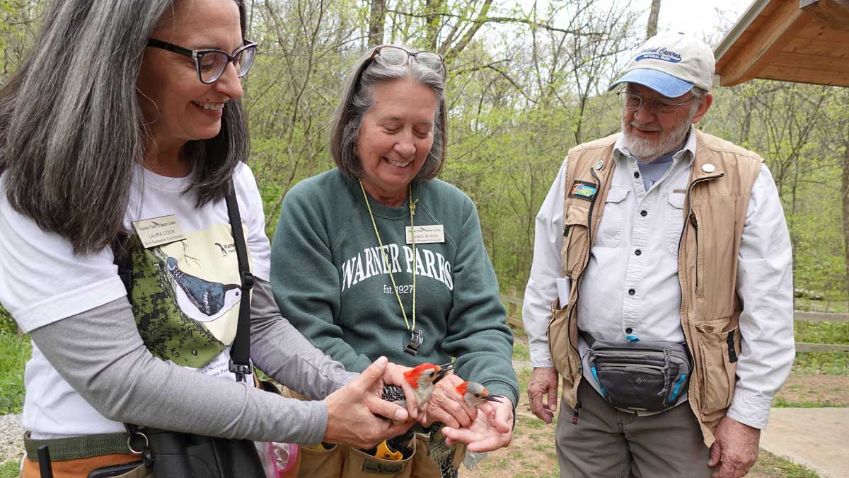 Licensed researchers holding two Red-Bellied Woodpeckers