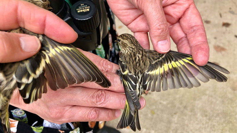 Two Pine Siskins in the hands of BIRD researchers at the Warner Parks in November 2020.