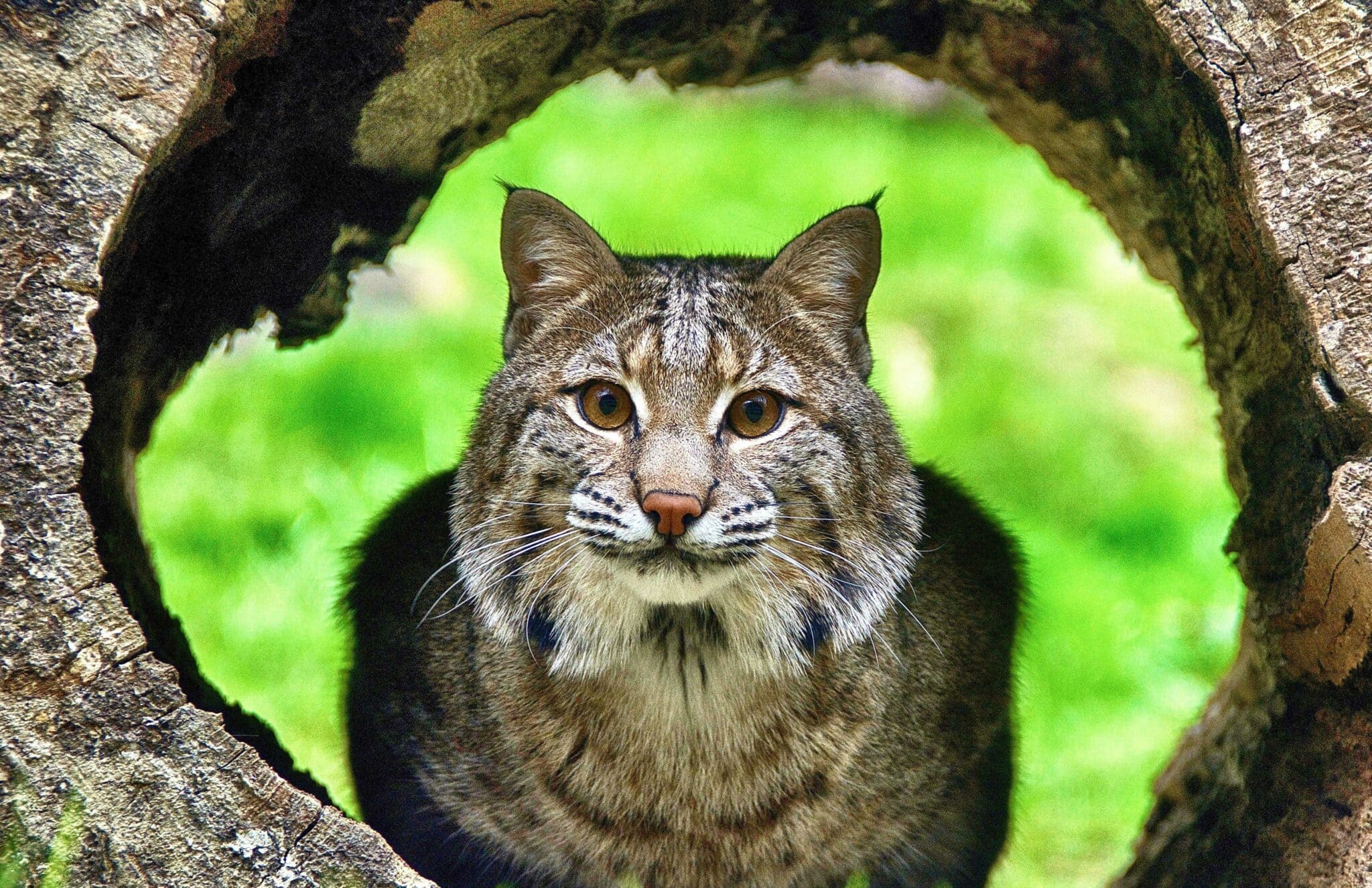 bobcat in tree trunk