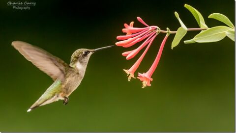 Q&A: The Ruby-throated Hummingbird - Friends of Warner Parks