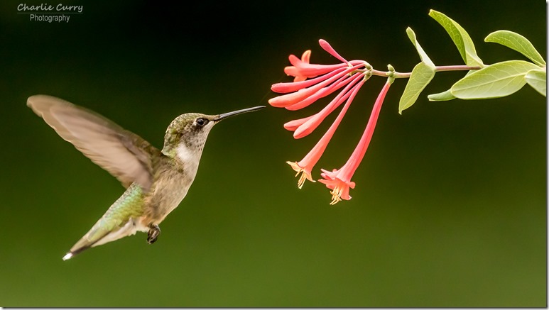 Immature Ruby-throated Hummingbird