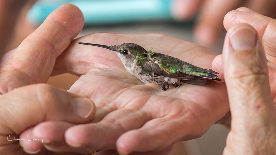 Hummingbird in a hand