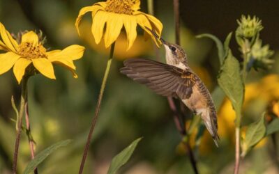 Q&A: The Ruby-throated Hummingbird