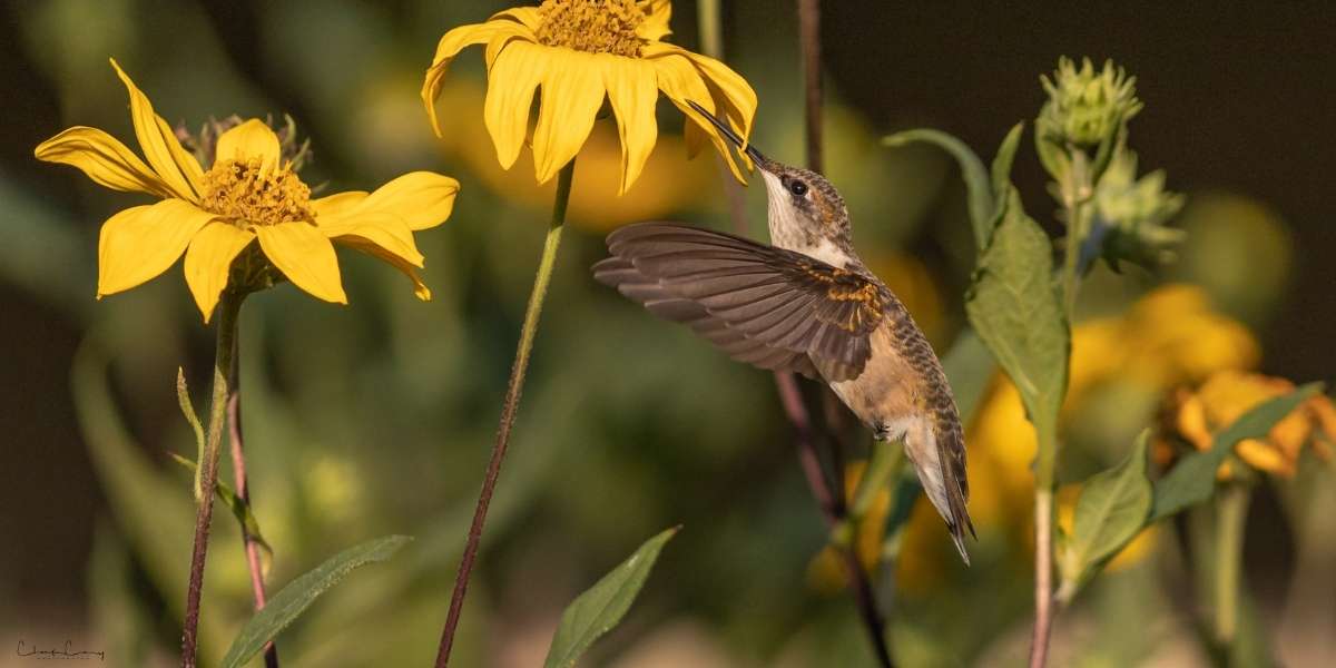 Hummingbird feeding at yellow flower