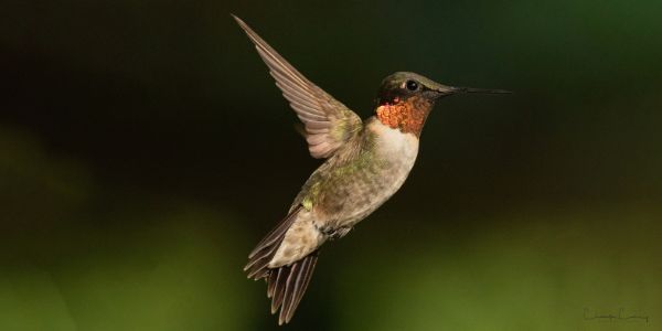 Ruby-throated Hummingbird 