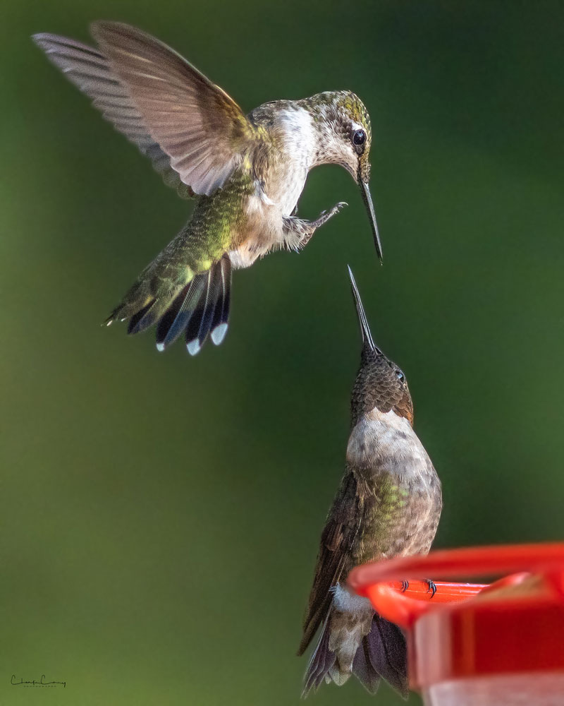 Two Ruby-throated Hummingbirds at a feeder