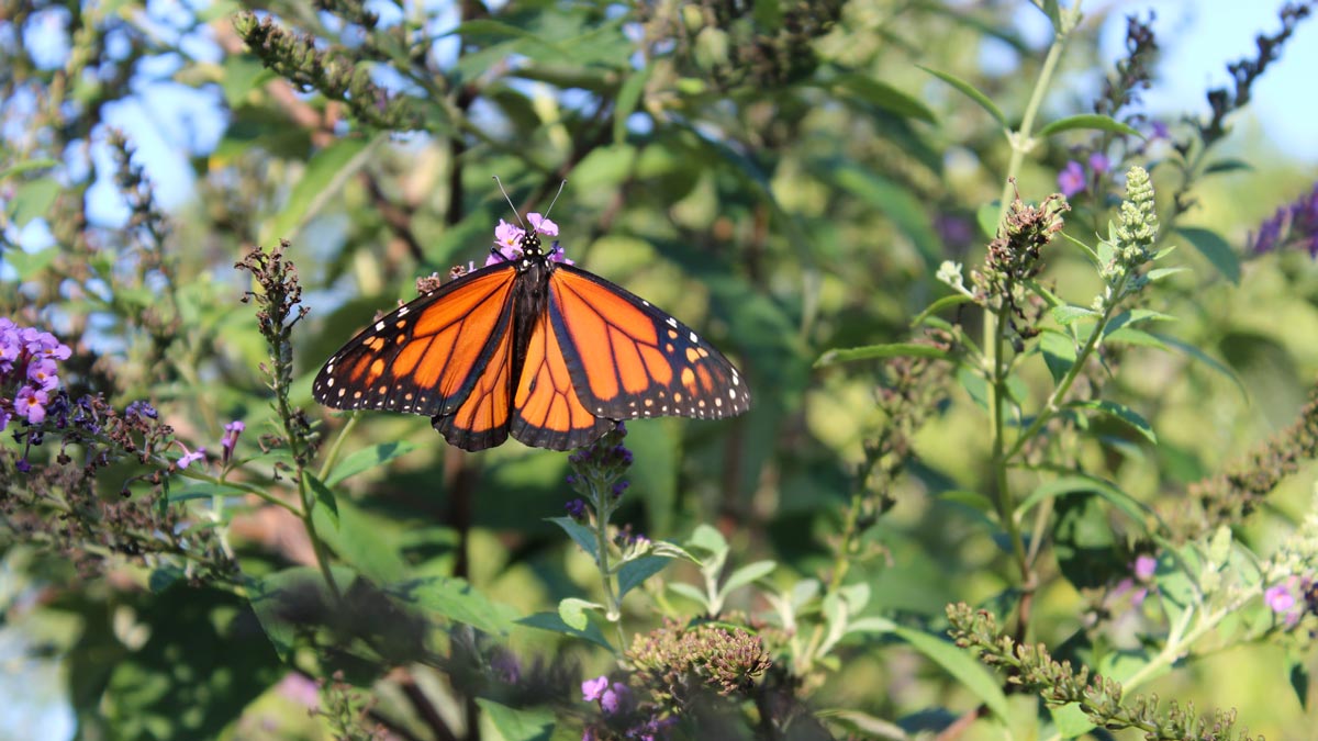 Monarch butterfly among greenery and flowers