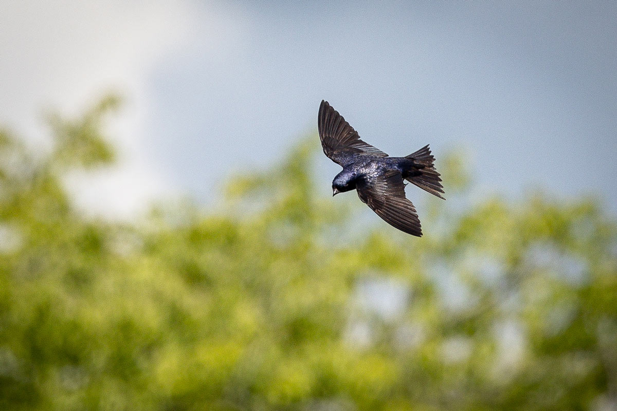 Purple Martin flying (photo by Terry Cook)