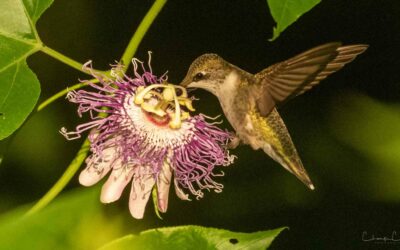 Hummingbird Migration Research Report 2022