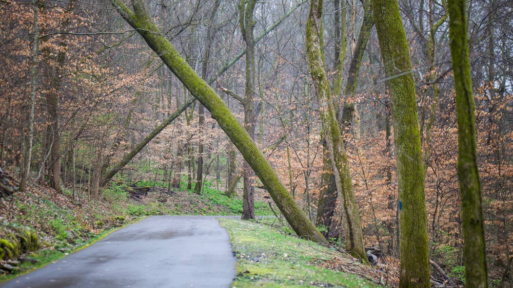 Ash trees leaning over the pedestrian path in Percy Warner Park.