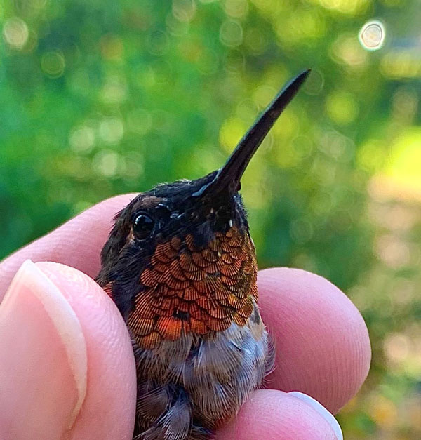 Male Ruby-throated Hummingbird in hand