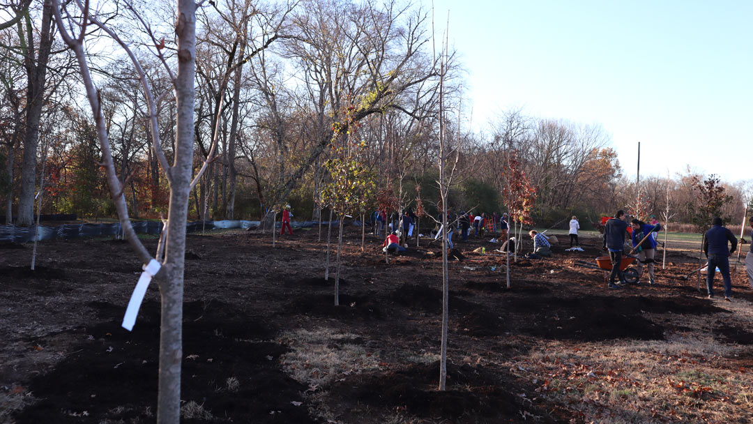123 Native Trees Planted for Edwin Warner Park Restoration Project