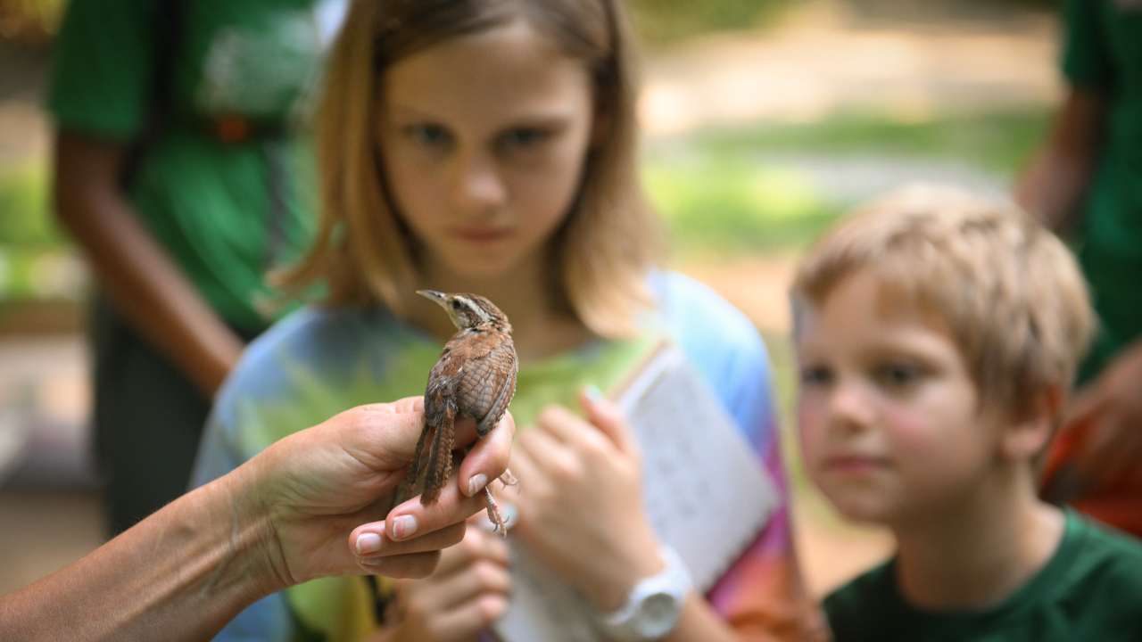 Two kids looking at a bird in a hand.