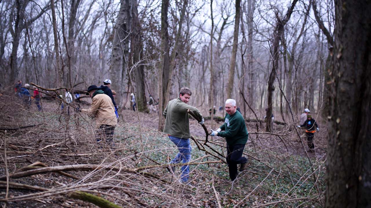 Volunteers moving dead invasive plants from the forest