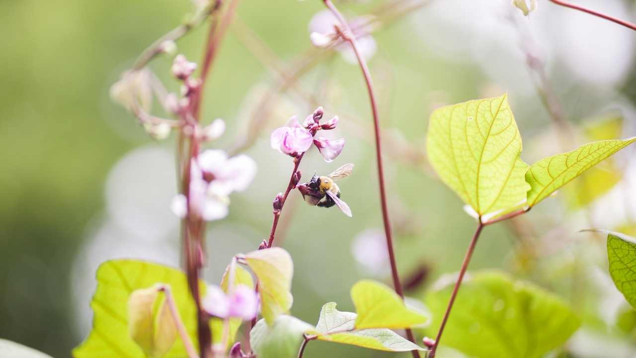 Bee on a wildflower.