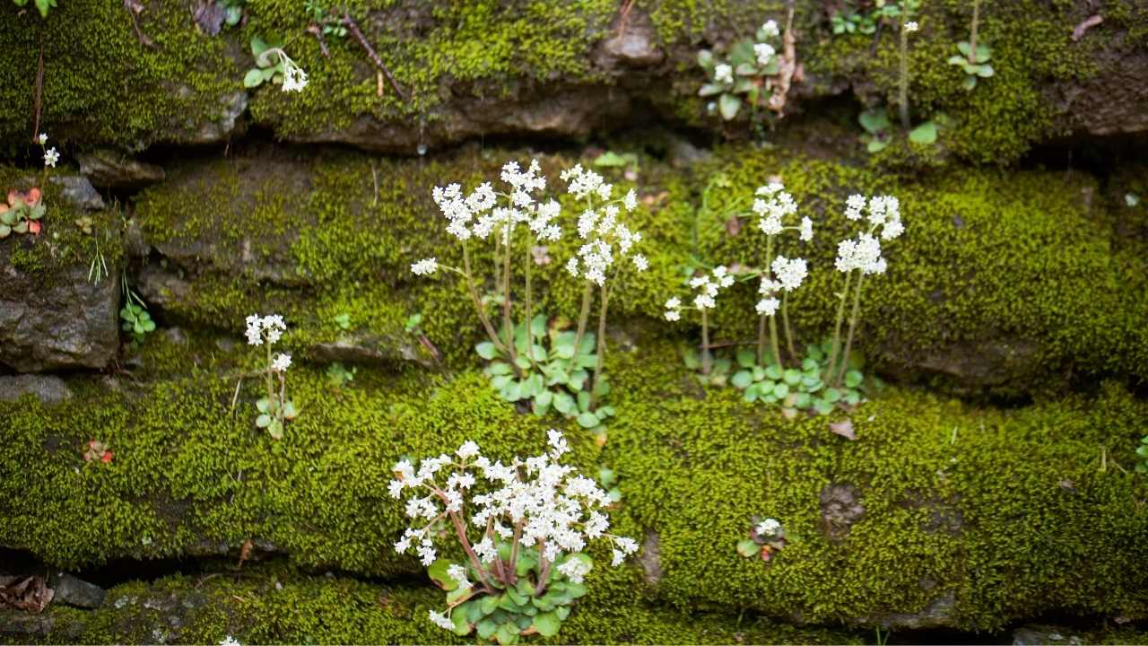 Wildflowers on a mossy brick wall.